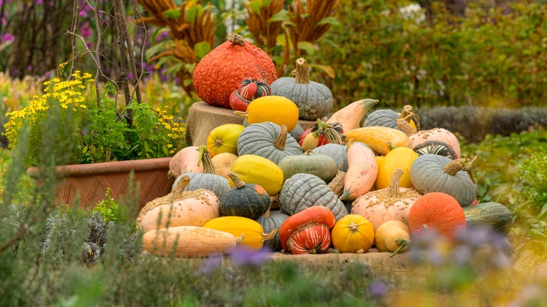 A colourful winter squash display in the Kitchen Garden with plants in the foreground at Ham House and Garden London